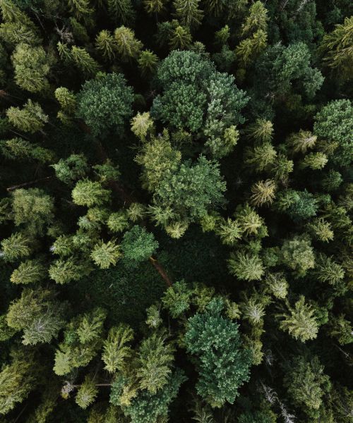 olena-sergienko-3BlVILvh9hM-unsplash-scaled-500x600 Home